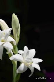 augmented_Polianthes tuberosa flower3_0_8458.jpeg